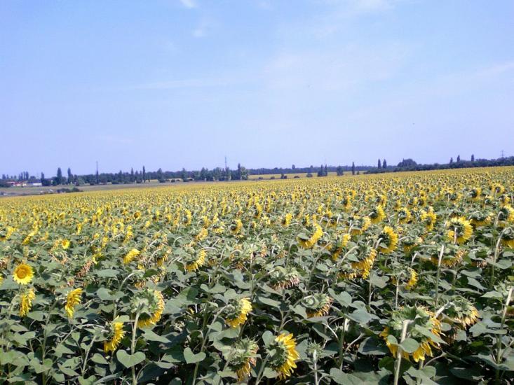 Созонівка з panoramio.com - Созоновка