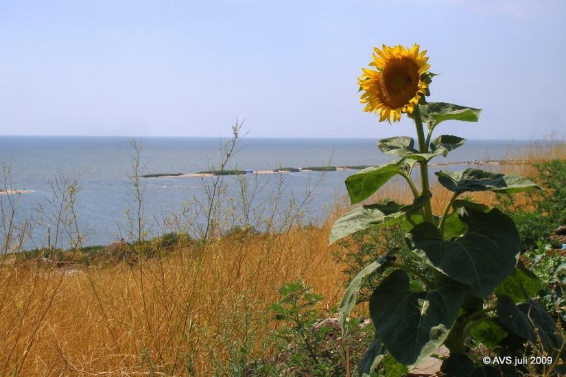 Піонерське з panoramio.com - Піонерське