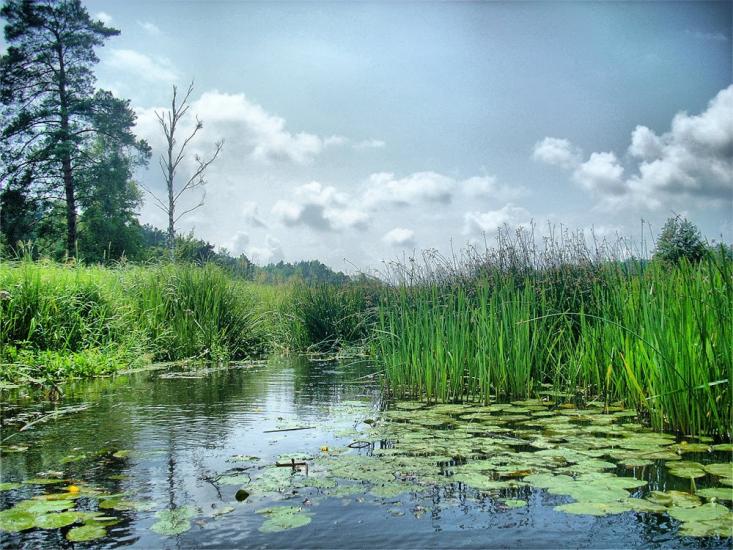 Струмок з panoramio.com - Струмок