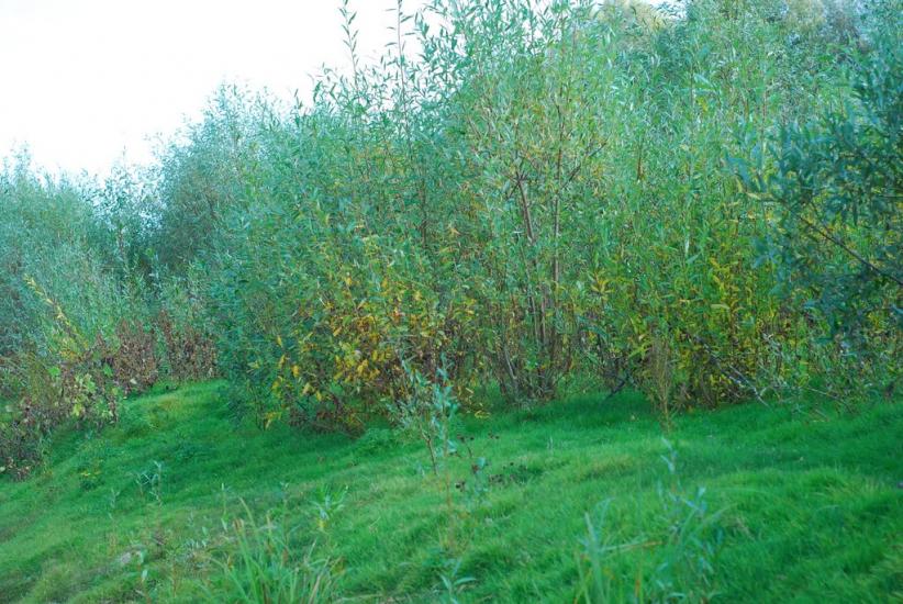 Макошине з panoramio.com - Макошино