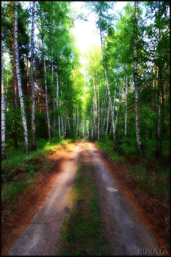 Кулики з panoramio.com - Кулики