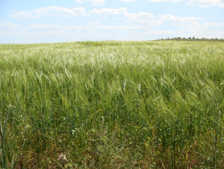 Берегове з panoramio.com - Береговое