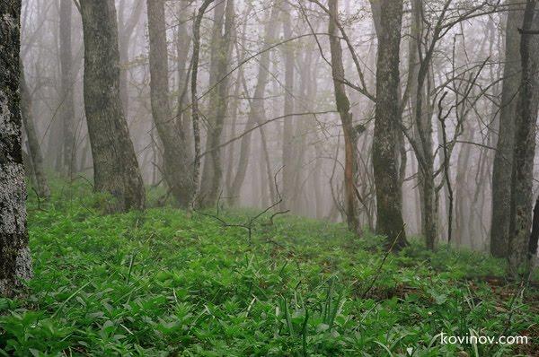 Гончарне з panoramio.com - Гончарне