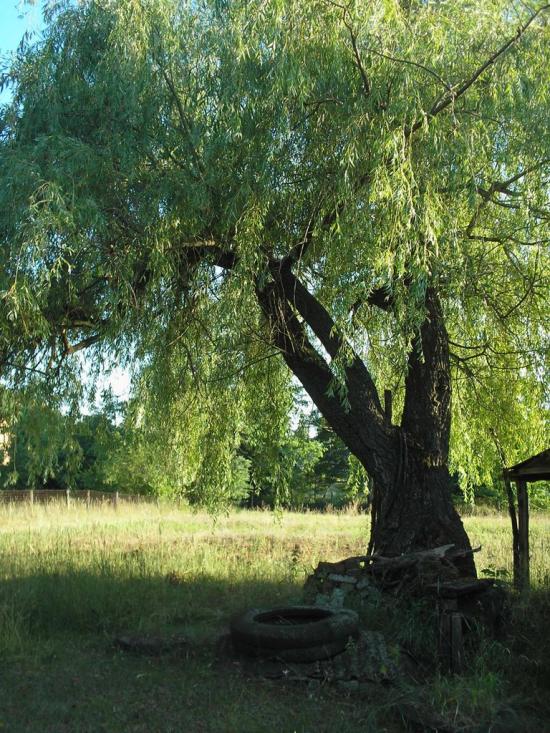 Кулики з panoramio.com - Кулики