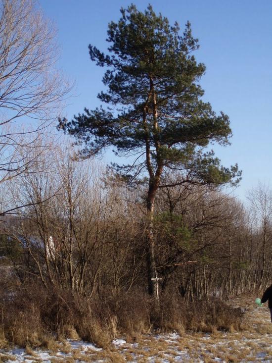 Катина з panoramio.com - Katyna