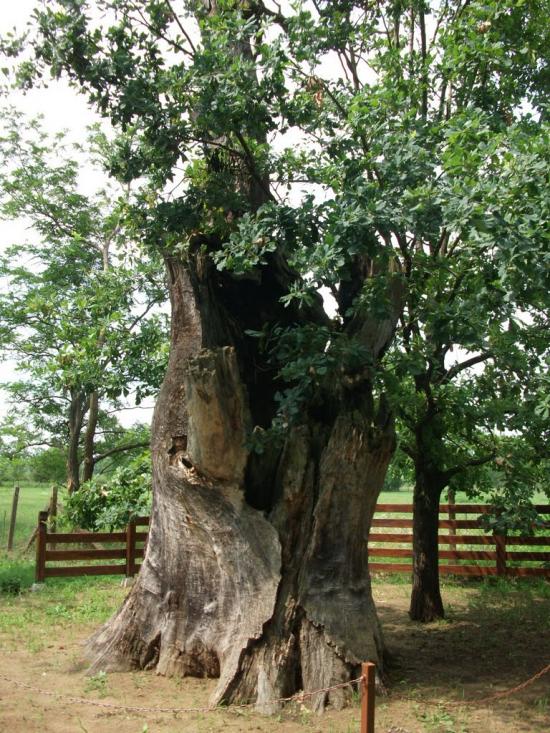Чома з panoramio.com - Чома