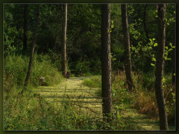 Дев'ятир з panoramio.com - Девятир