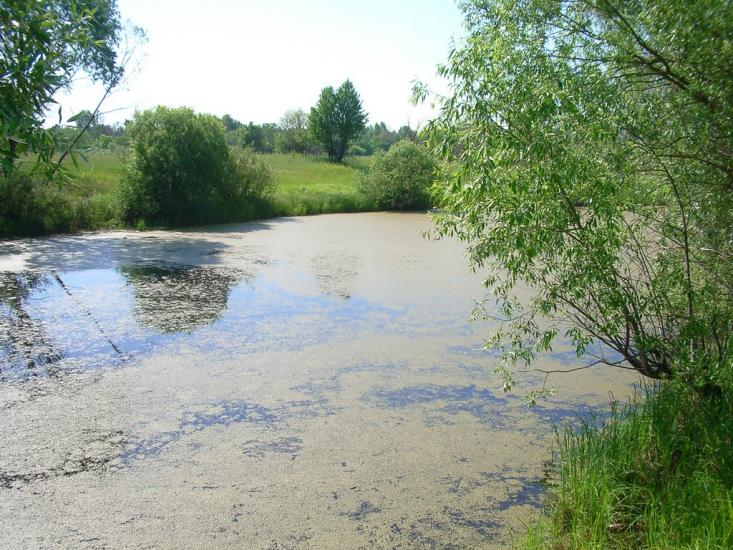 Іванків з panoramio.com - Иванков