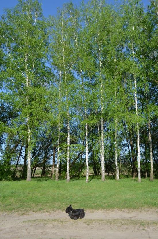 Огірцеве з panoramio.com - Ogirtseve