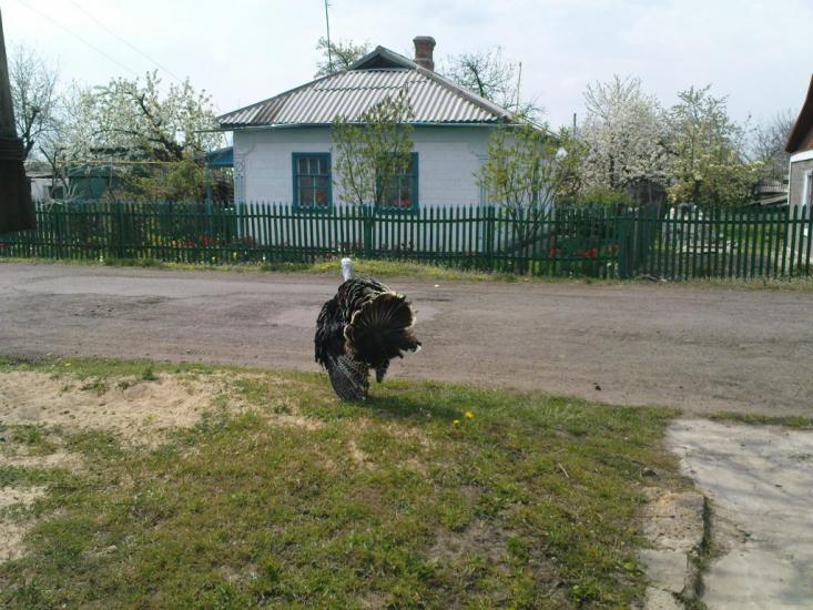 Катеринка з panoramio.com - Катеринка