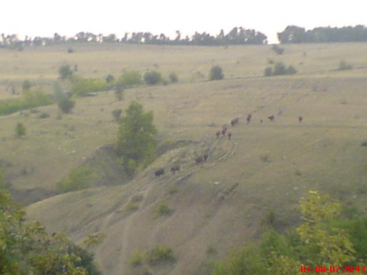 Грабове з panoramio.com - Грабове