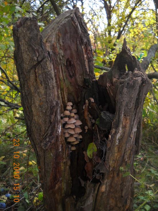 Мачухи з panoramio.com - Мачухи