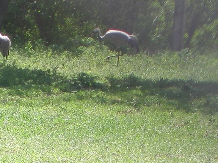 Чернятка з panoramio.com - Чернятка