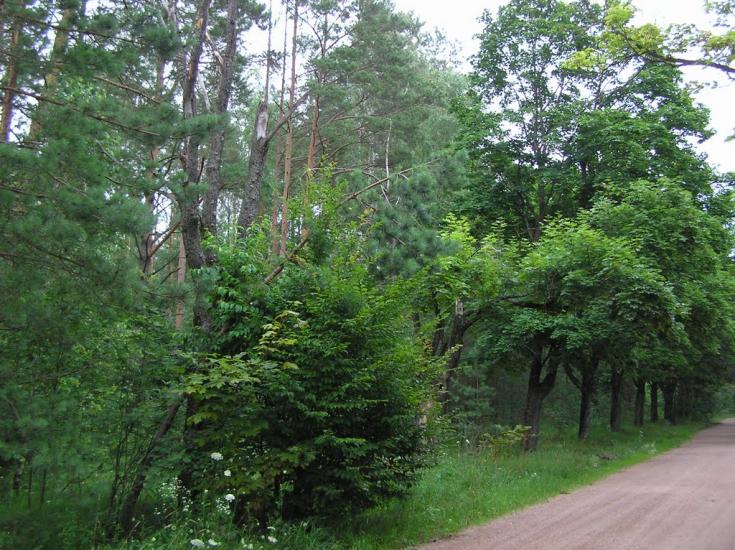 Горщик з panoramio.com - Горщик