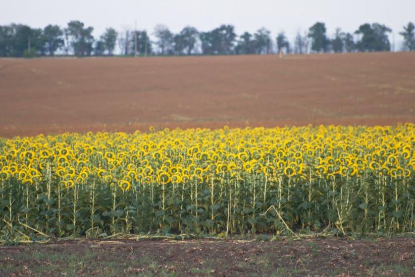 Лошкарівка з panoramio.com - Лошкаровка