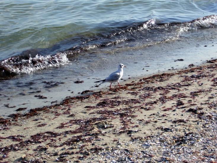 Морське з panoramio.com - Морское
