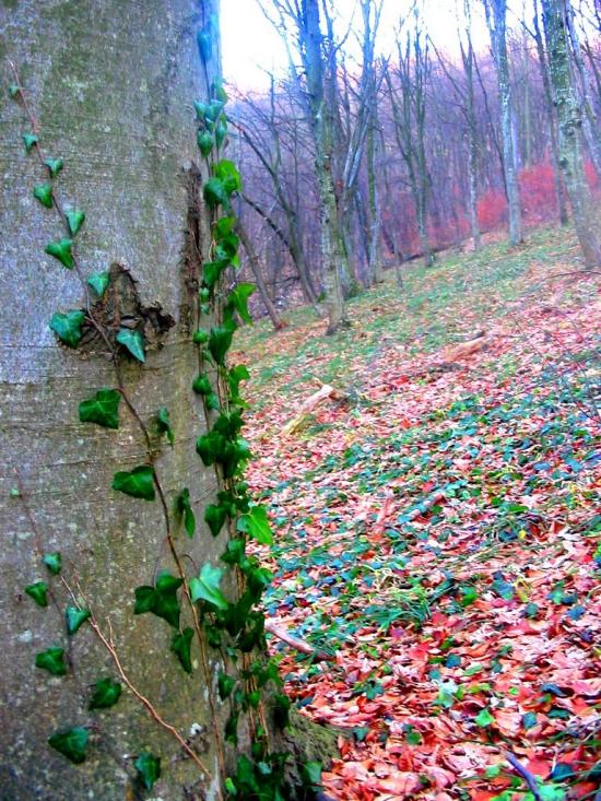 Демня з panoramio.com - Демня