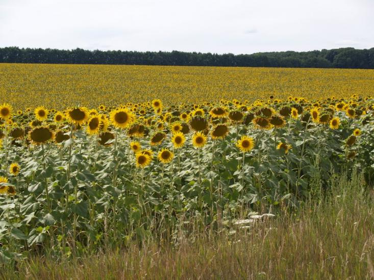 Романівка з panoramio.com - Romanivka