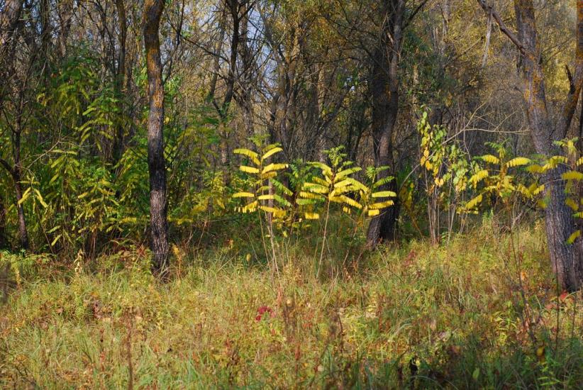 Макошине з panoramio.com - Макошино