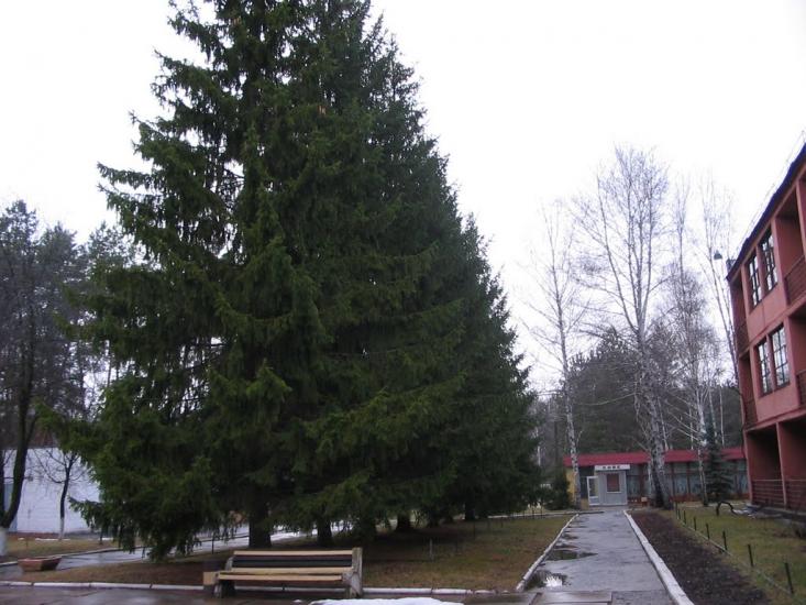 Задонецьке з panoramio.com - Zadonetske