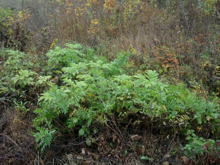 Закупне з panoramio.com - Закупное