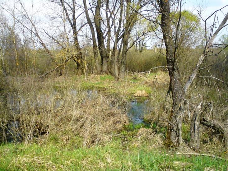 Черемошна з panoramio.com - Cheremoshna