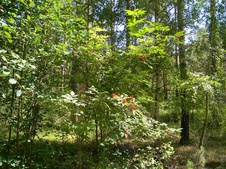 Городня з panoramio.com - Городня
