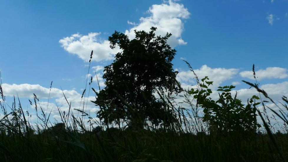 Кобижча з panoramio.com - Кобижча