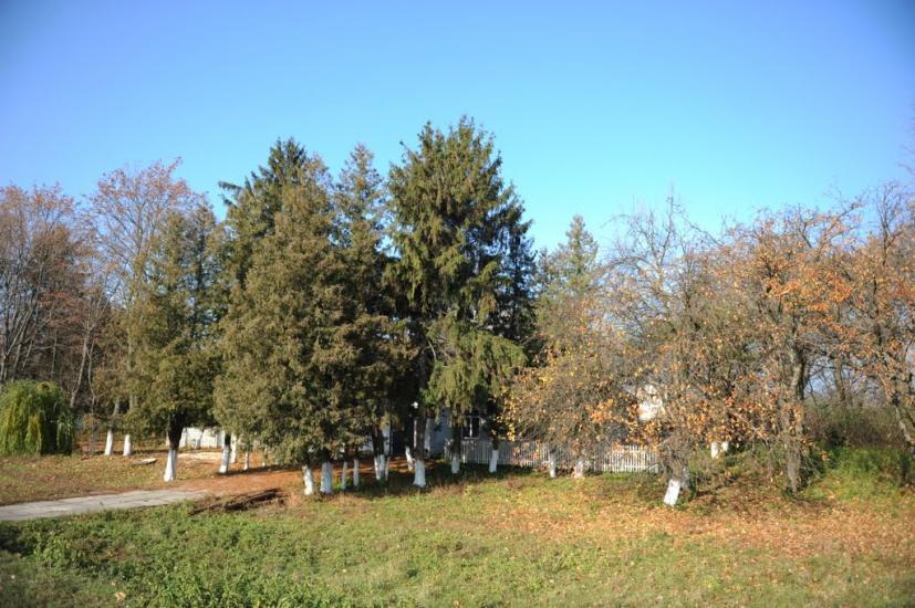 Нова Оржиця з panoramio.com - Нова Оржиця