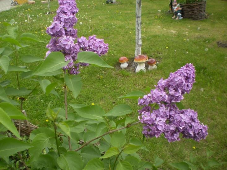 Дядьковичі з panoramio.com - Дядьковичі