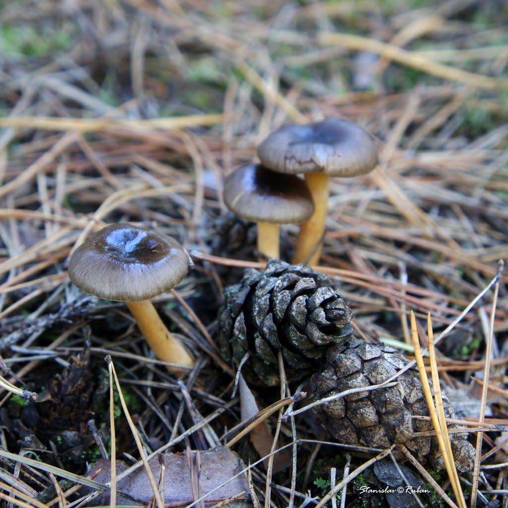 Шульгівка з panoramio.com - Shulgivka