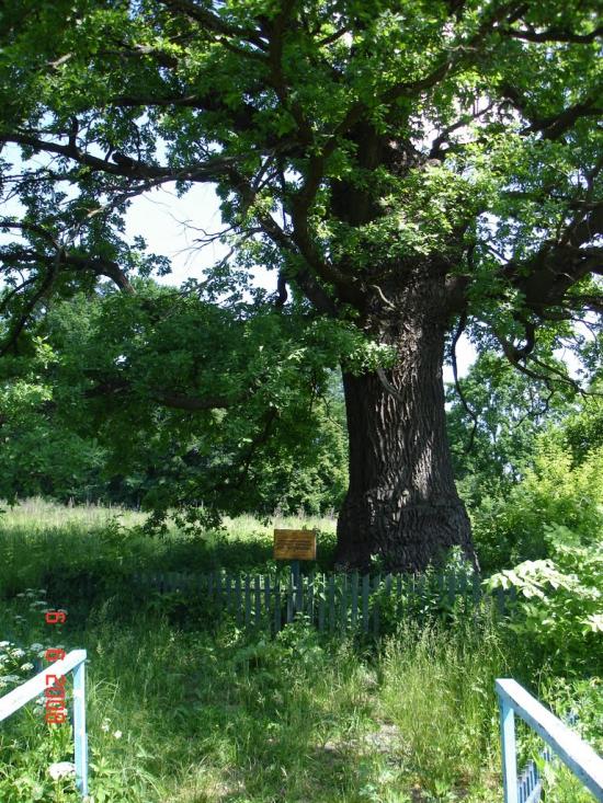 Коропове з panoramio.com - Коропово