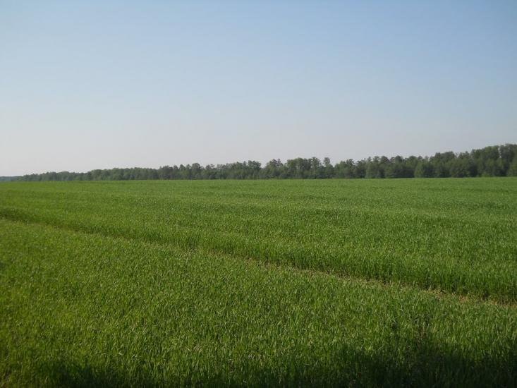 Кошляки з panoramio.com - Koshlyaky