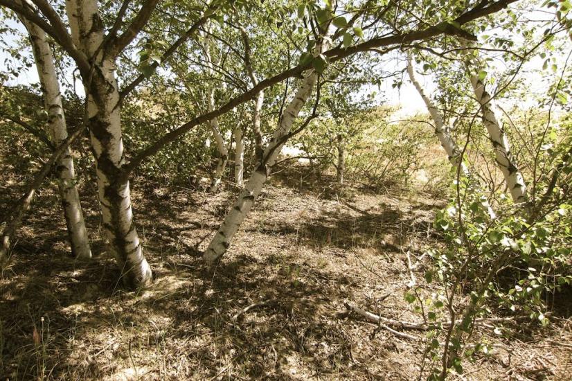 Козачі Лагері з panoramio.com - Козачие Лагеря