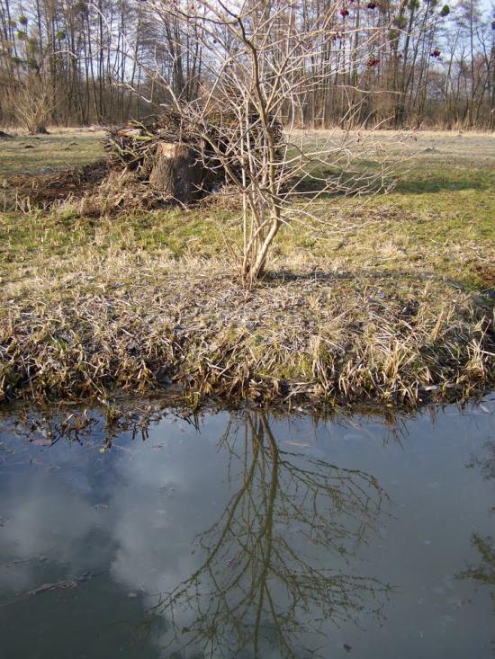 Синява з panoramio.com - Синява
