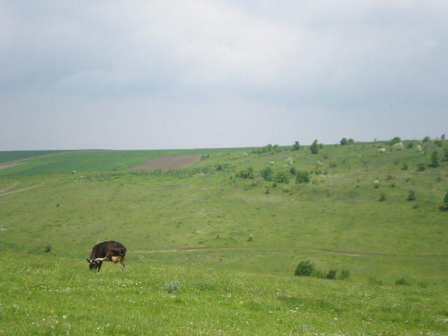 Хмелиська з panoramio.com - Хмелиська