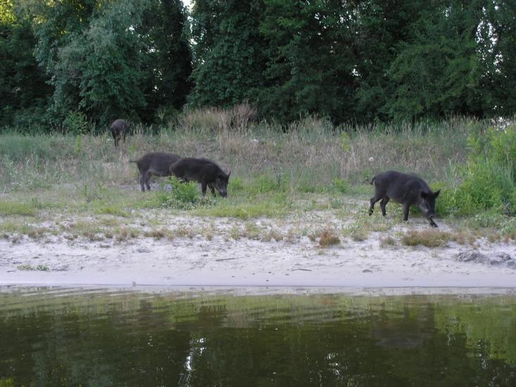 Кринки з panoramio.com - Кринки