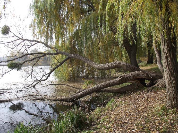 Городище з panoramio.com - Городище