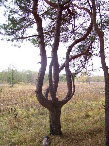 Буди з panoramio.com - Буды