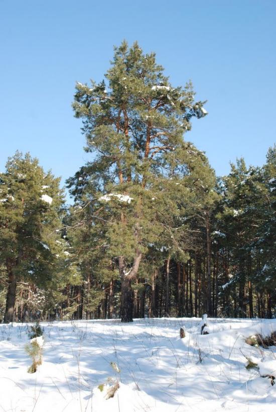 Баловне з panoramio.com - Баловное