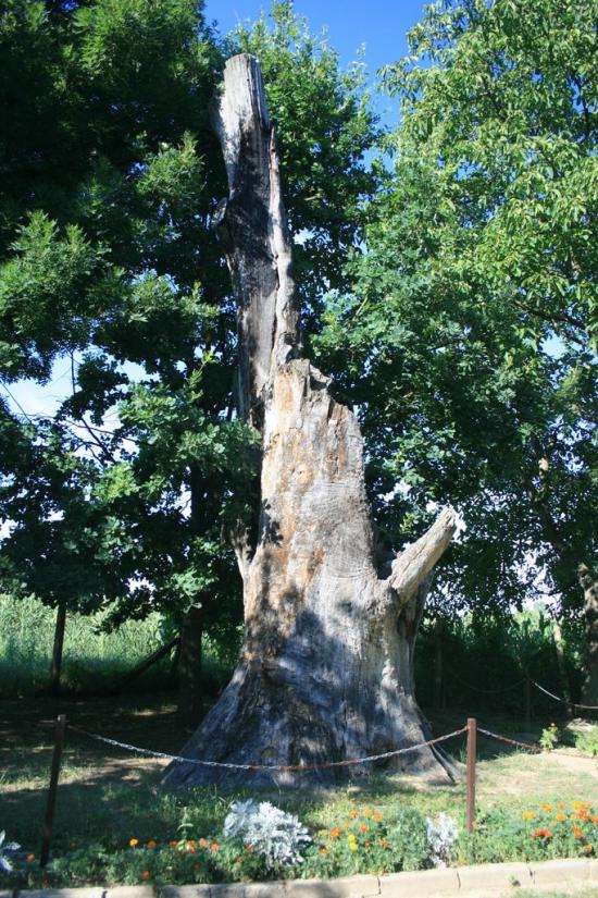 Чома з panoramio.com - Чома