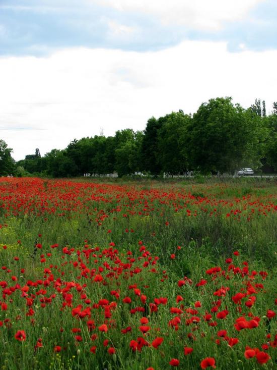 Іллічівка з panoramio.com - Іллічівка