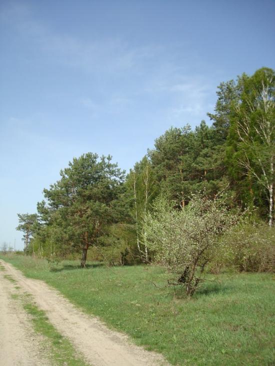 Вівчицьк з panoramio.com - Vivchytsk
