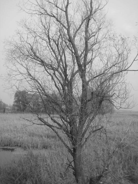 Степанівка з panoramio.com - Степановка