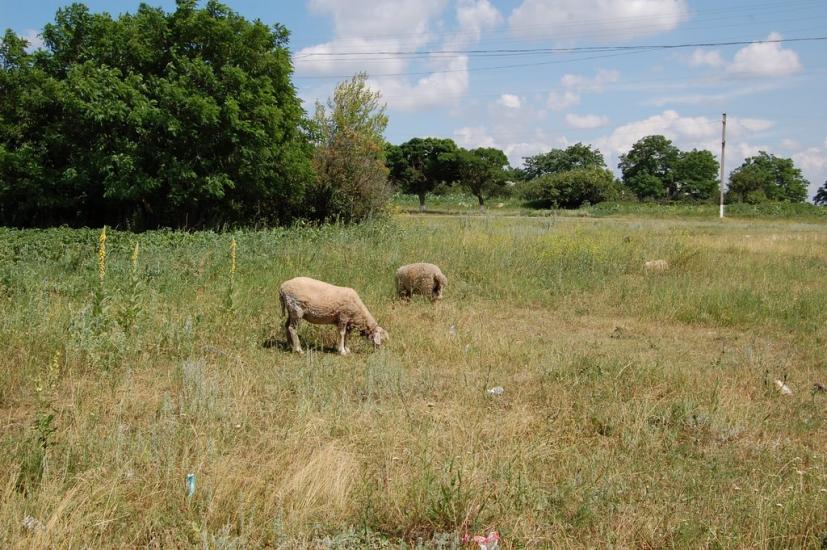 Левківка з panoramio.com - Левковка