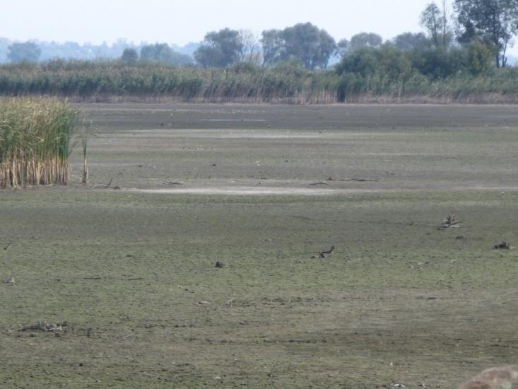 Сукачі з panoramio.com - Sukachi