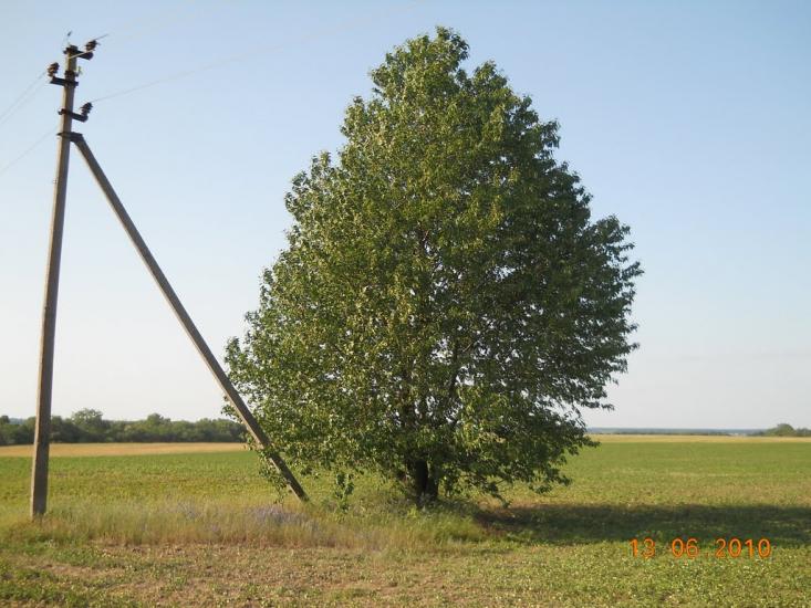 Кошляки з panoramio.com - Кошляки