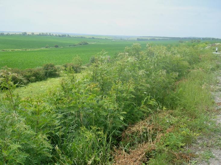 Вербка з panoramio.com - Вербка
