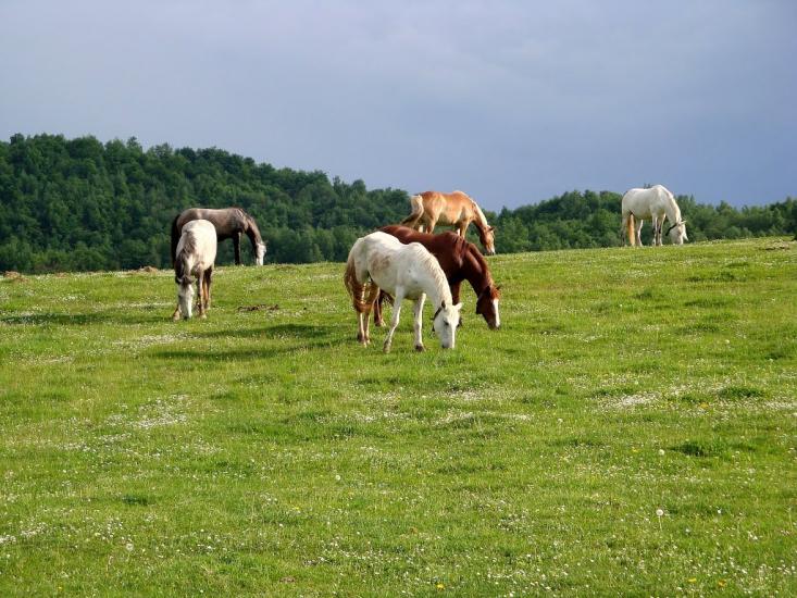 Люта з panoramio.com - Люта