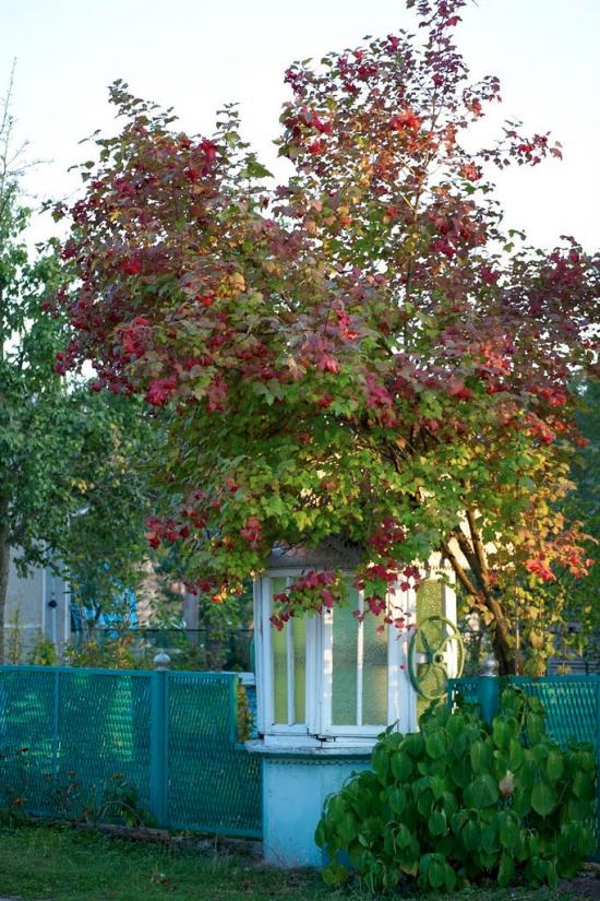 Фітьків з panoramio.com - Фитьков